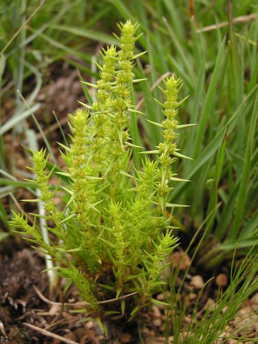 Crassula lanceolata · iNaturalist