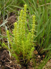 Crassula lanceolata transvaalensis