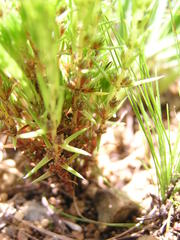 Crassula lanceolata transvaalensis