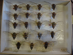 Diceroprocta bicosta