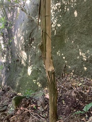 Eugenia candolleana