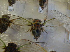 Diceroprocta bicosta