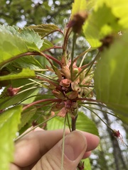 Prunus