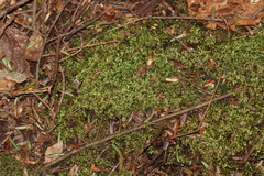 Brotherella recurvans