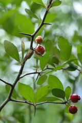 Crataegus opaca