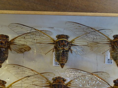 Diceroprocta bicosta