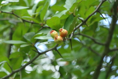 Crataegus opaca