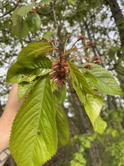 Prunus