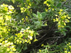 Vella pseudocytisus pseudocytisus