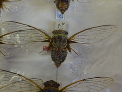 Diceroprocta bicosta