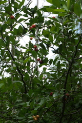 Crataegus opaca