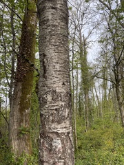 Prunus