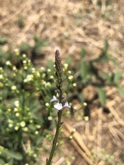 Verbena carolina