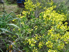 Vella pseudocytisus pseudocytisus