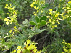Vella pseudocytisus pseudocytisus