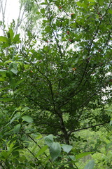 Crataegus opaca