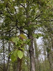 Prunus