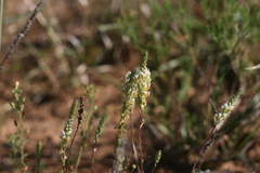 Hebenstretia integrifolia
