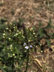 Verbena carolina