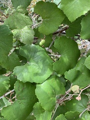 Vitis shuttleworthii