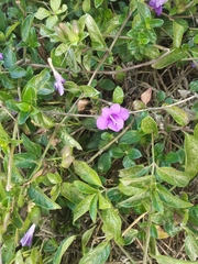 Barleria obtusa