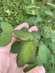 Symphoricarpos