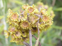 Helichrysum splendidum