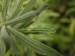 Helichrysum splendidum