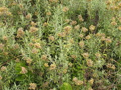 Helichrysum splendidum