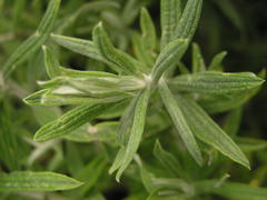 Helichrysum splendidum