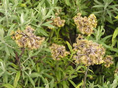 Helichrysum splendidum