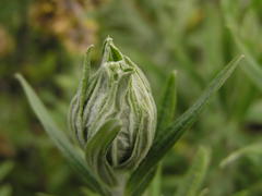 Helichrysum splendidum