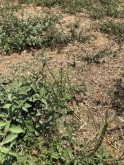 Verbena carolina