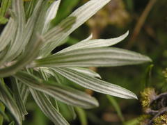 Helichrysum splendidum