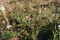 Hebenstretia integrifolia