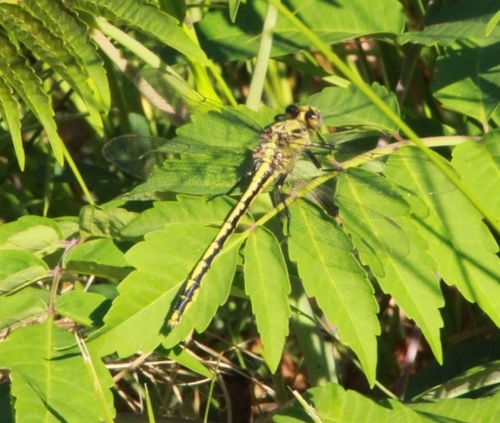 Horned Clubtail photo 2