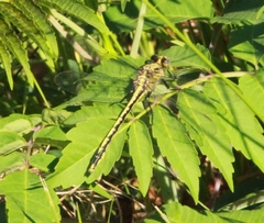 Arigomphus cornutus