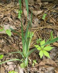 Sisyrinchium dichotomum