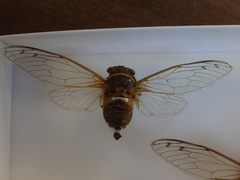 Diceroprocta caymanensis