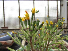 Hatiora salicornoides