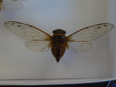 Diceroprocta caymanensis