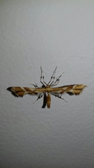 Cnaemidophorus rhododactyla