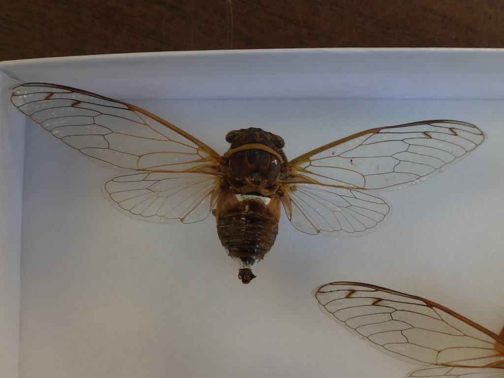 Little Cayman Cicada