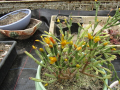 Hatiora salicornoides