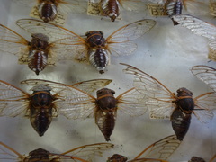 Diceroprocta cleavesi