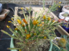 Hatiora salicornoides