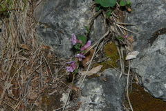 Chamaecytisus purpureus