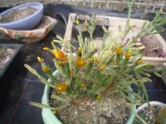 Hatiora salicornoides