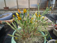 Hatiora salicornoides