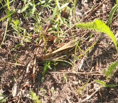 Pardalophora apiculata